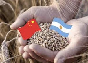 China recibió el trigo argentino como un hito y el girasol promete rindes&nbsp;históricos