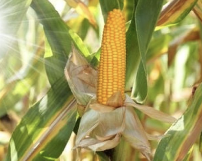 Récord histórico de maíz: estiman una cosecha de 64 millones de&nbsp;toneladas