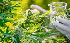 Científicos en China desarrollan una molécula derivada del cannabis con efecto analgésico y menos efectos&nbsp;adversos