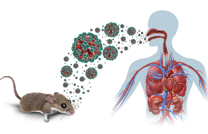 La OMS descartó que el brote de hantavirus pueda derivar en una nueva&nbsp;pandemia