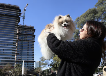 ¿Tenés mascota y querés alquilar en Buenos Aires? Hay 2.498 departamentos que te aceptan